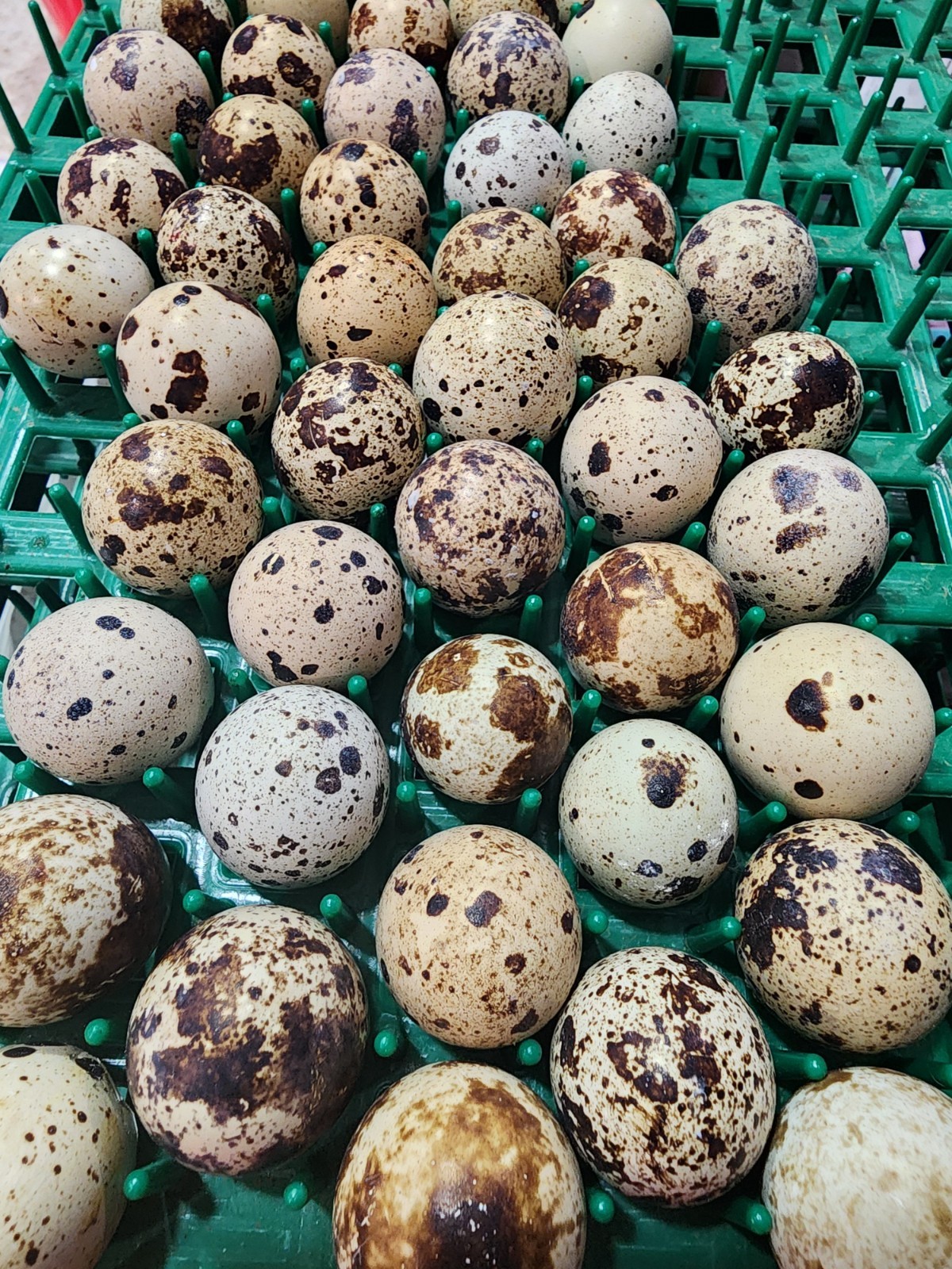 24 (2 dozen) quail hatching eggs coturnix mixed with jumbo all colors