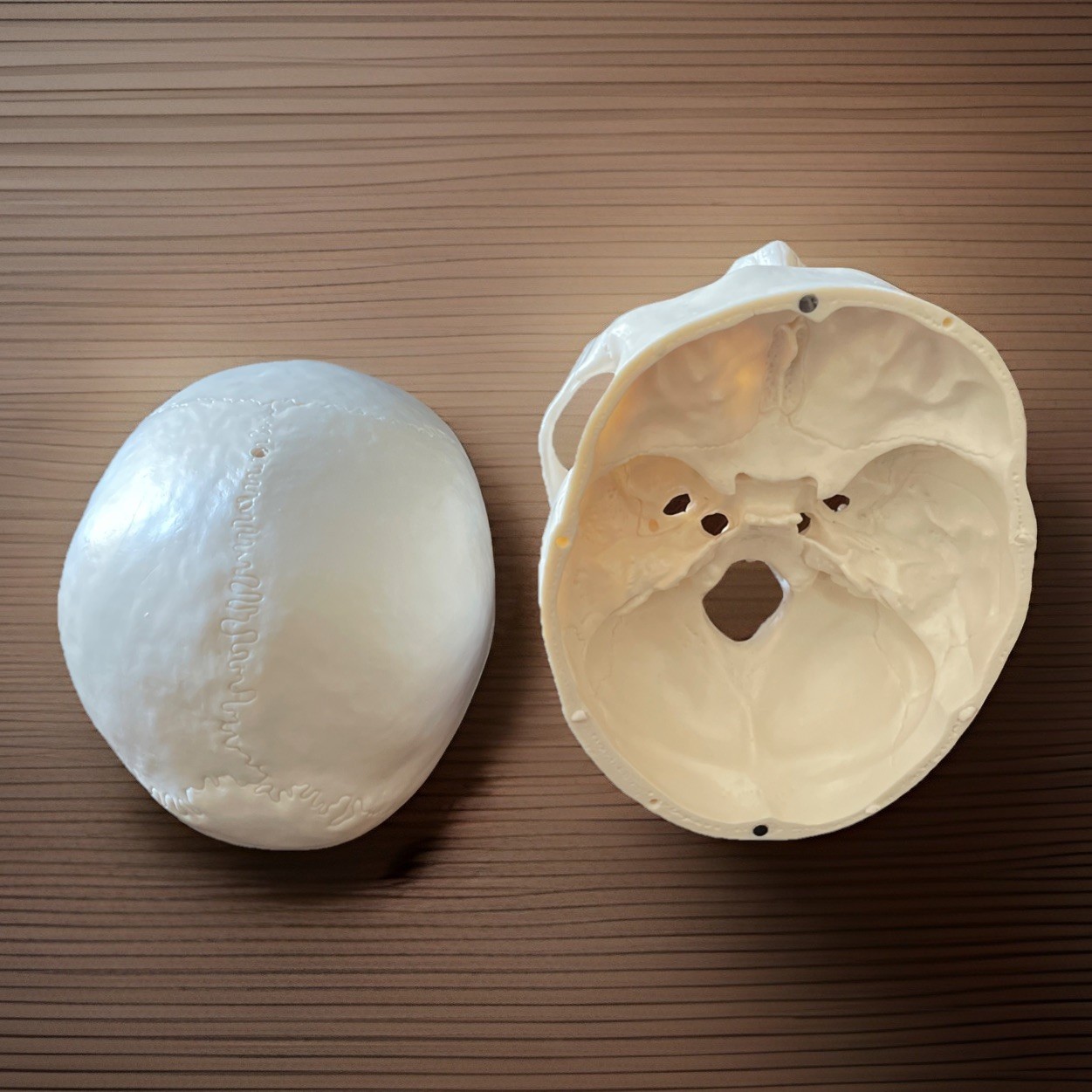 Life Size Human Skull Model 3-Part Magnetic Anatomy Teaching Replica