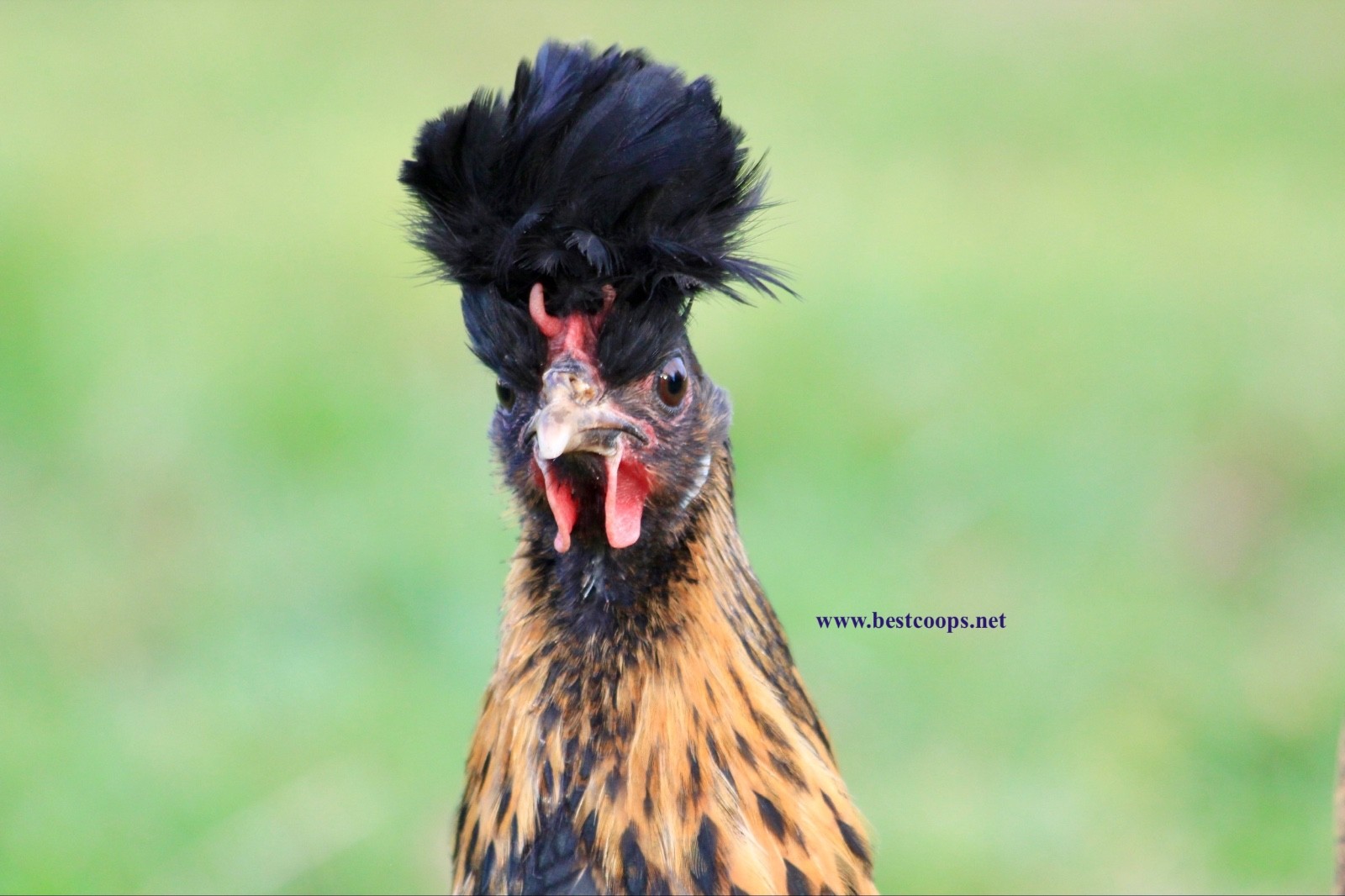 10+ Gold Appenzeller Chicken Hatching Eggs