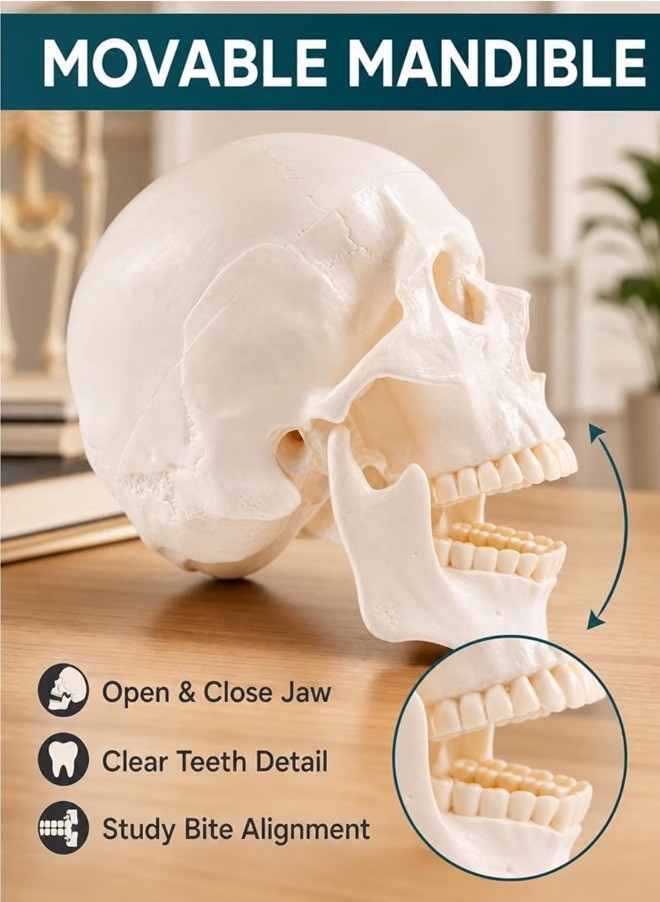 Life Size Human Skull Model 3-Part Magnetic Anatomy Teaching Replica
