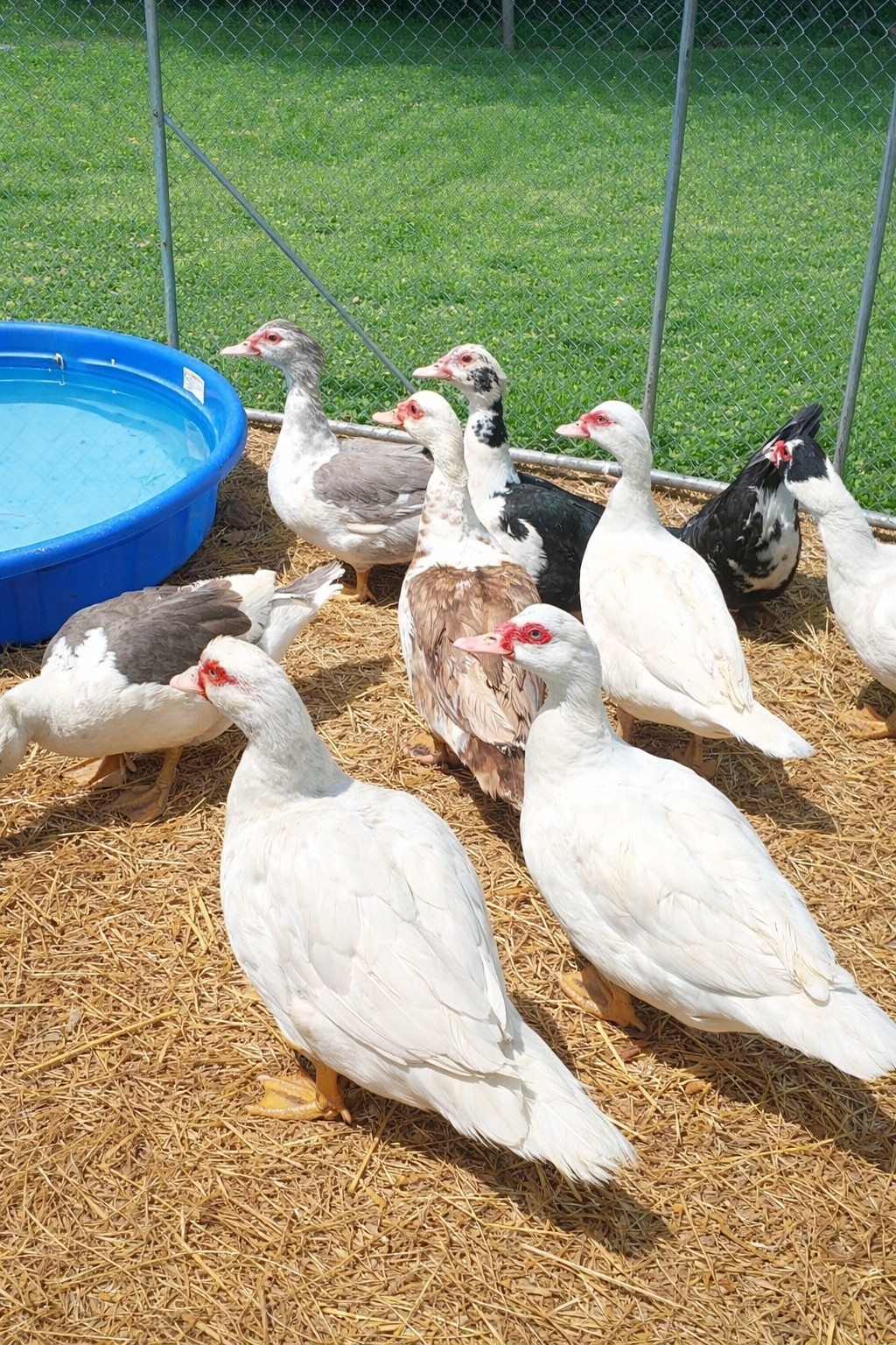 15+ Purebred Fertile Muscovy Duck Hatching Eggs (Rare Colors)