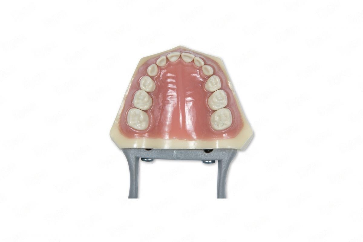 DENTAL PEDIATRIC TYPODONT 760 MODEL COMPATIBLE WITH COLUMBIA BRAND TEETH