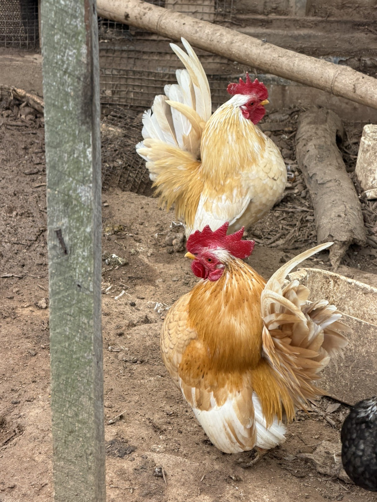 12+ small Quality Serama Chicken Hatching Eggs