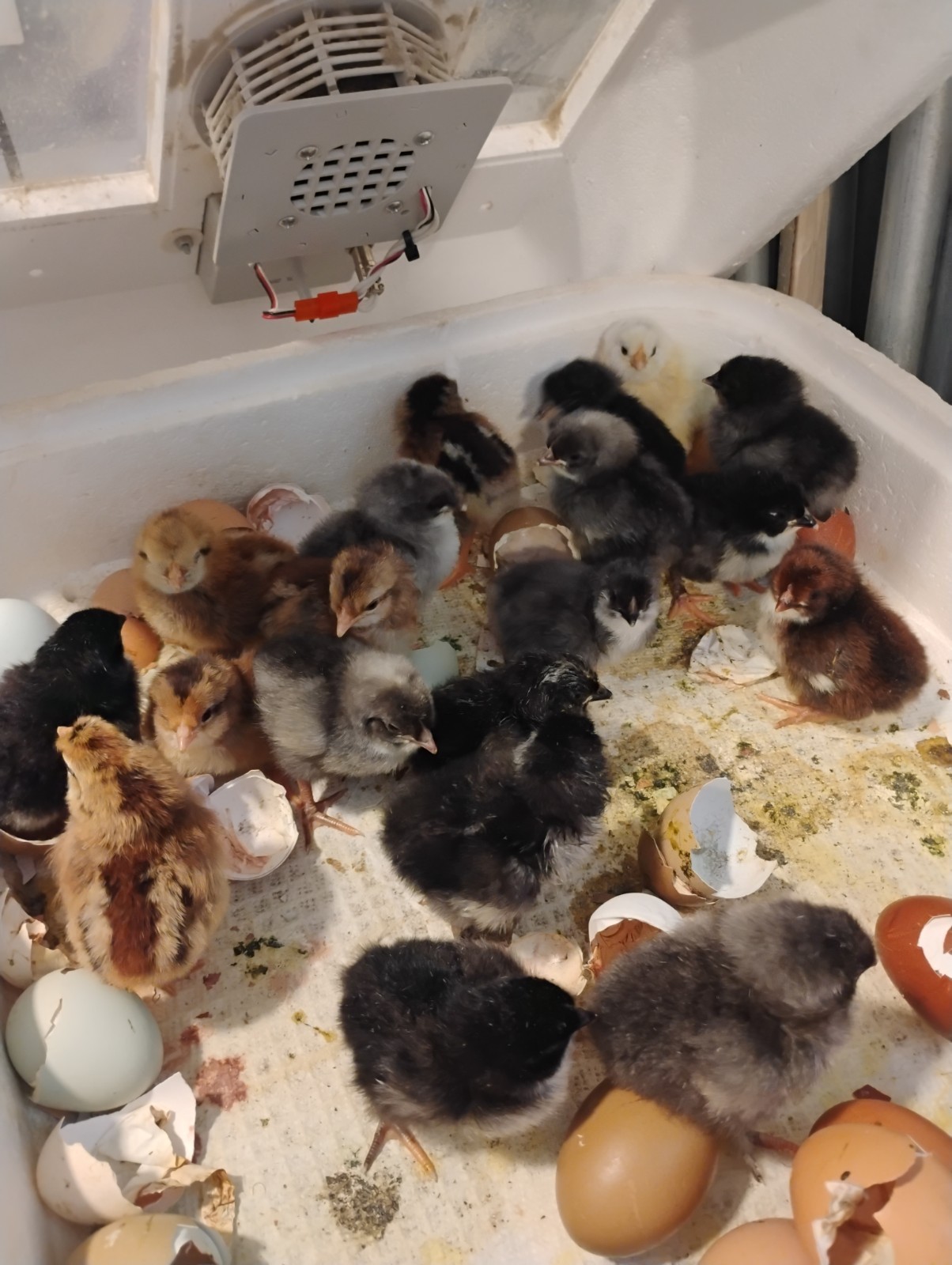 Fertilized Rainbow Hatching Eggs 12+++