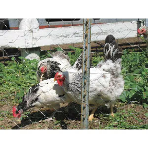 Manufacturer Varies Poultry Netting,Height 24 In, 50 Ft. 4LVF7 Manufacturer