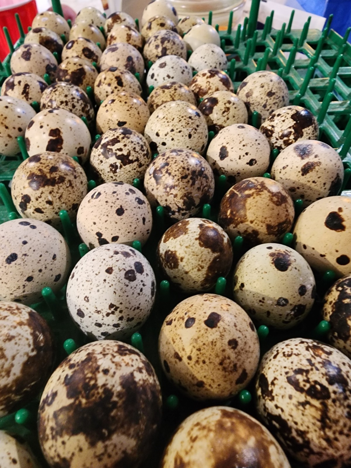 24 (2 dozen) quail hatching eggs coturnix mixed with jumbo all colors