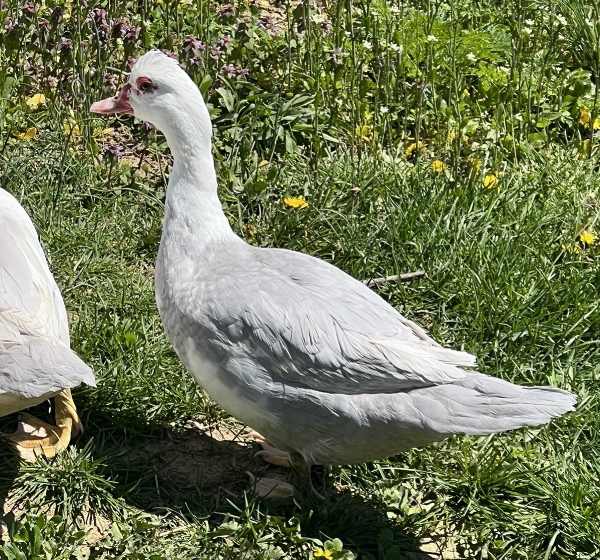 12+ Purebred Fertile Muscovy Duck Hatching Eggs (Rare Colors)