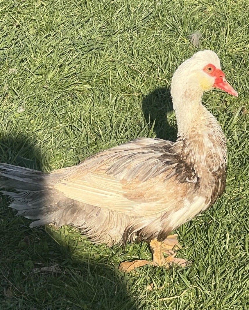 12+ Purebred Fertile Muscovy Duck Hatching Eggs (Rare Colors)
