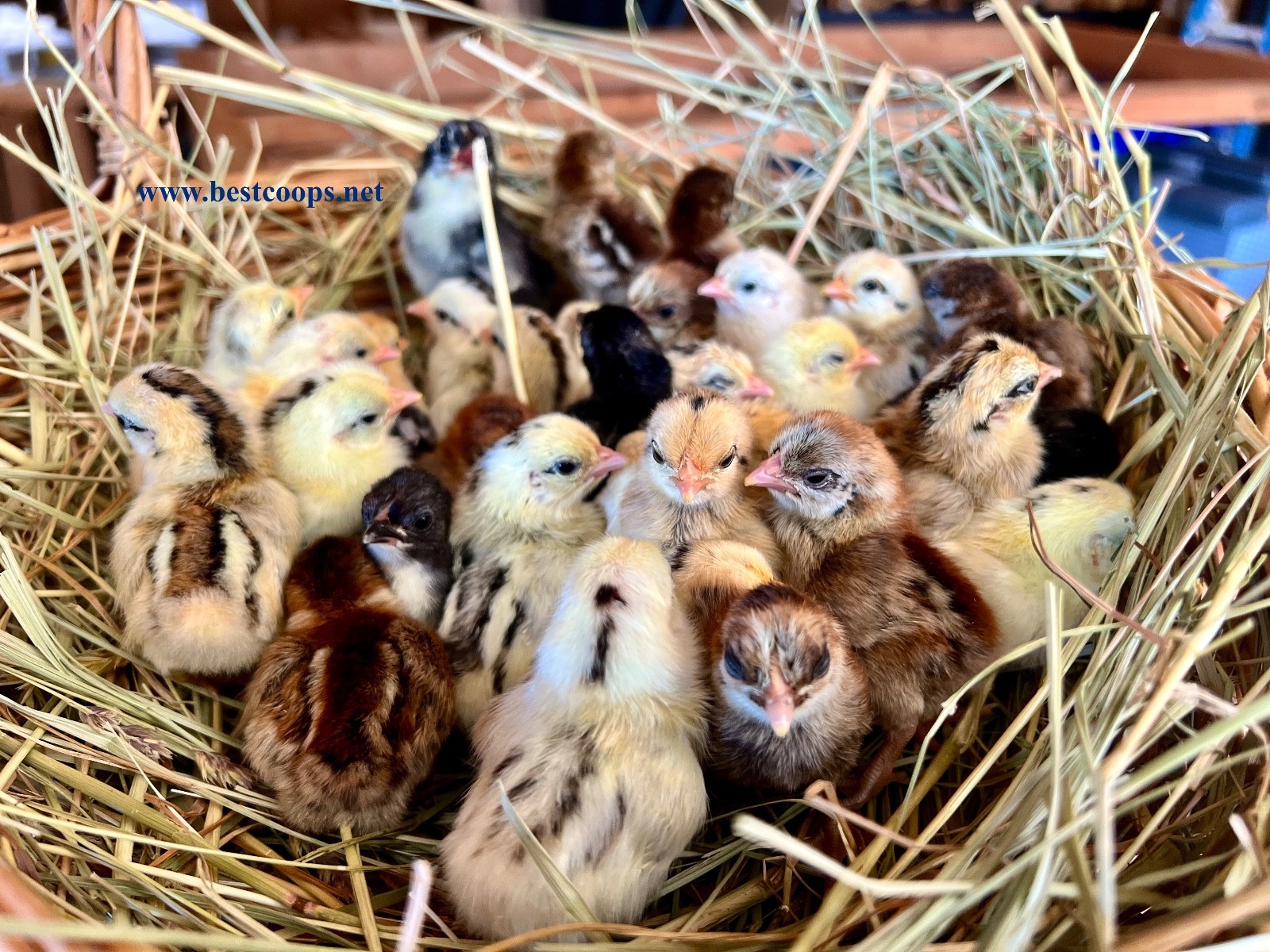 18+ Fertile Show Quality Serama Chicken Hatching Eggs