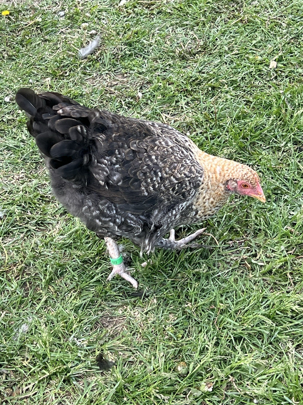 12 Rainbow Barnyard Mix Fertilized Hatching Eggs Free Range Farm Fresh NPIP