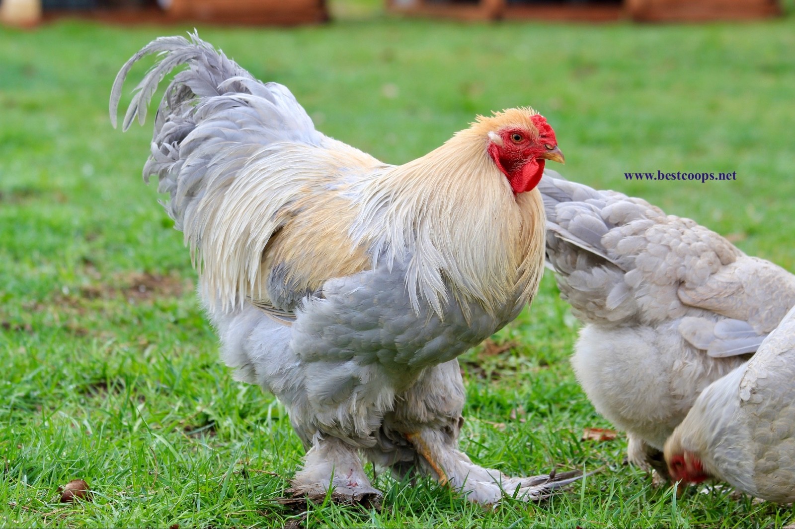10+ Fertile Brahma Chicken Hatching Eggs Gold Laced Isabella Partridge Lavender