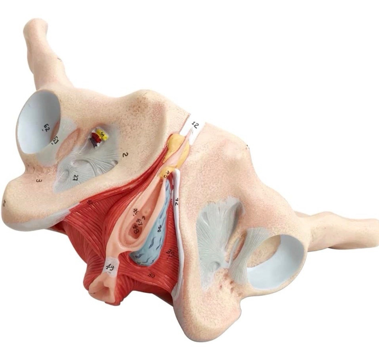 Female Pelvis Model with Pelvic Floor Muscles Perineal Model All in One Female