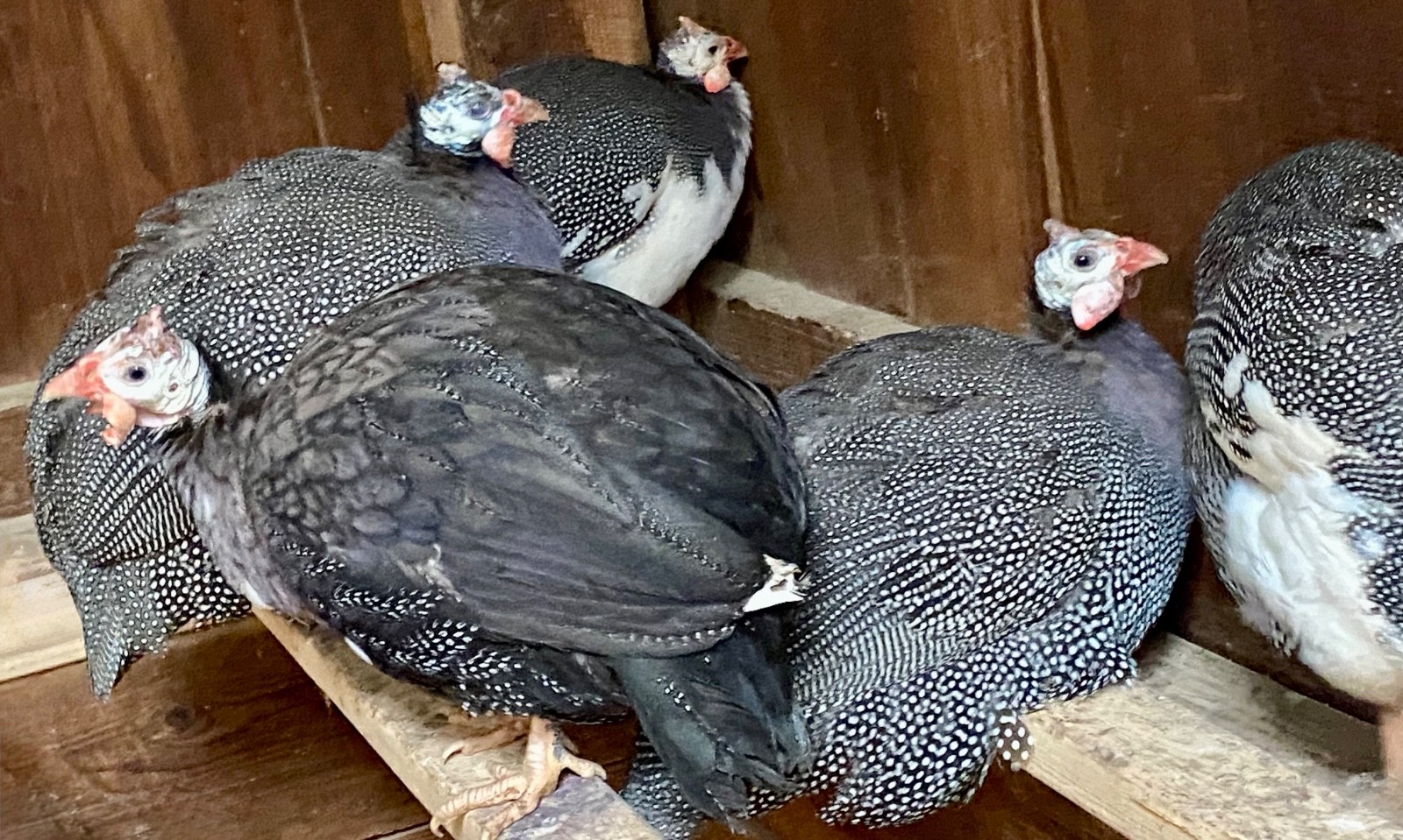 6 Fertile Guinea Fowl Hatching Eggs, Mixed Barnyard Flock, Beautiful Colors!