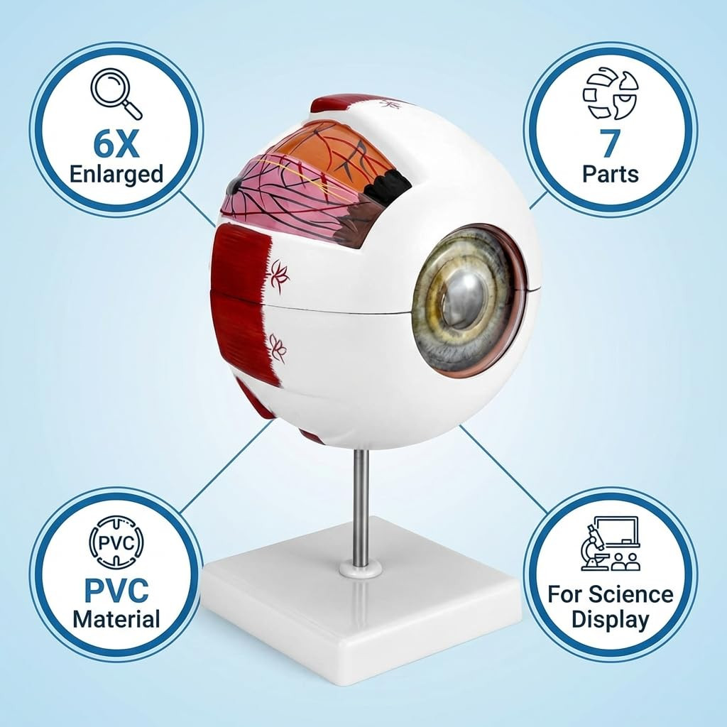6X Human Eye Anatomy Model – Static Display for Science Class, Lab Study & Educa