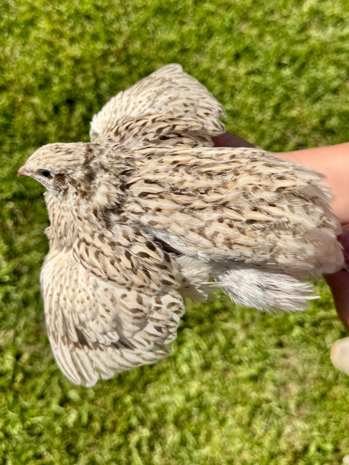 15+ RARE COLORS Coturnix Quail Hatching Eggs NPIP AI Free