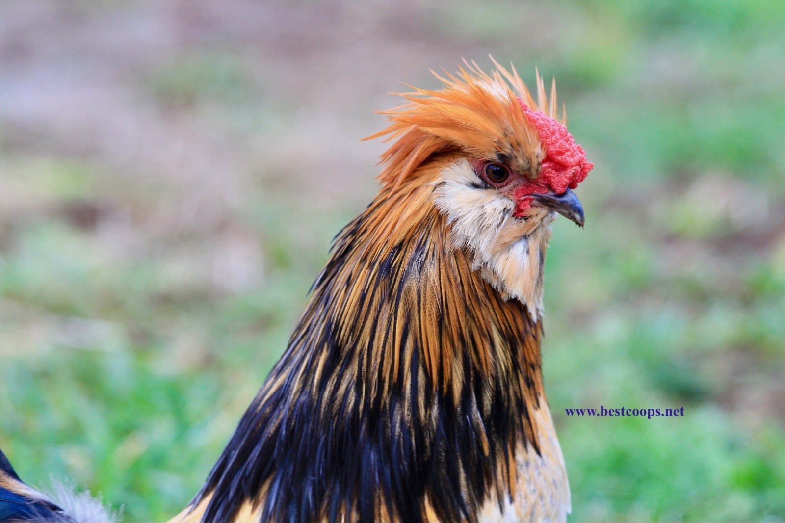 6+ Fertile Barbu De Watermael Chicken Hatching Eggs