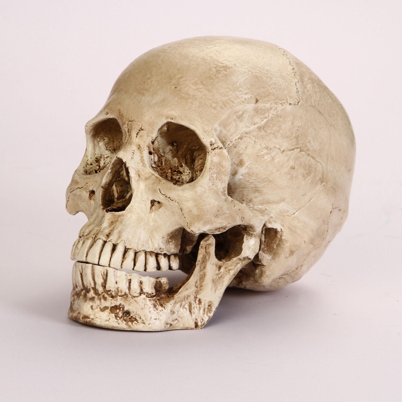 Resin Replica 1:1 Life Human Anatomy Skull Collectable Bar Decoration Teaching