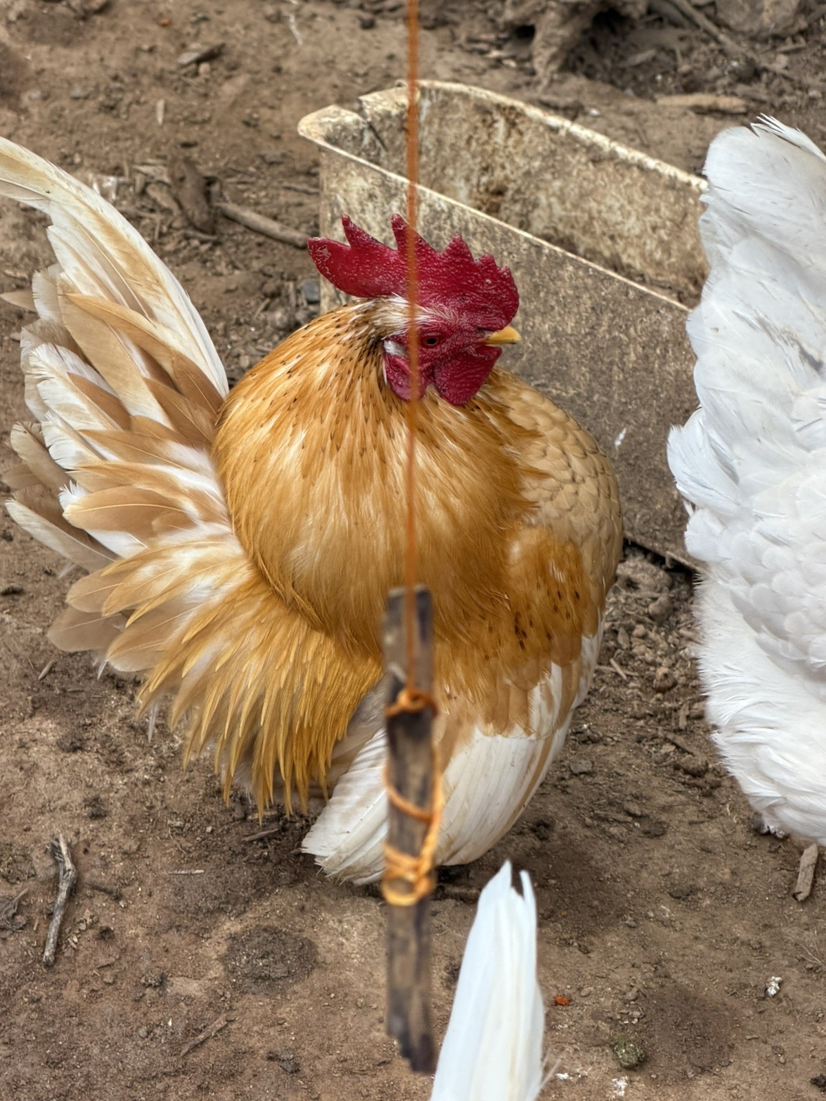 12+ small Quality Serama Chicken Hatching Eggs