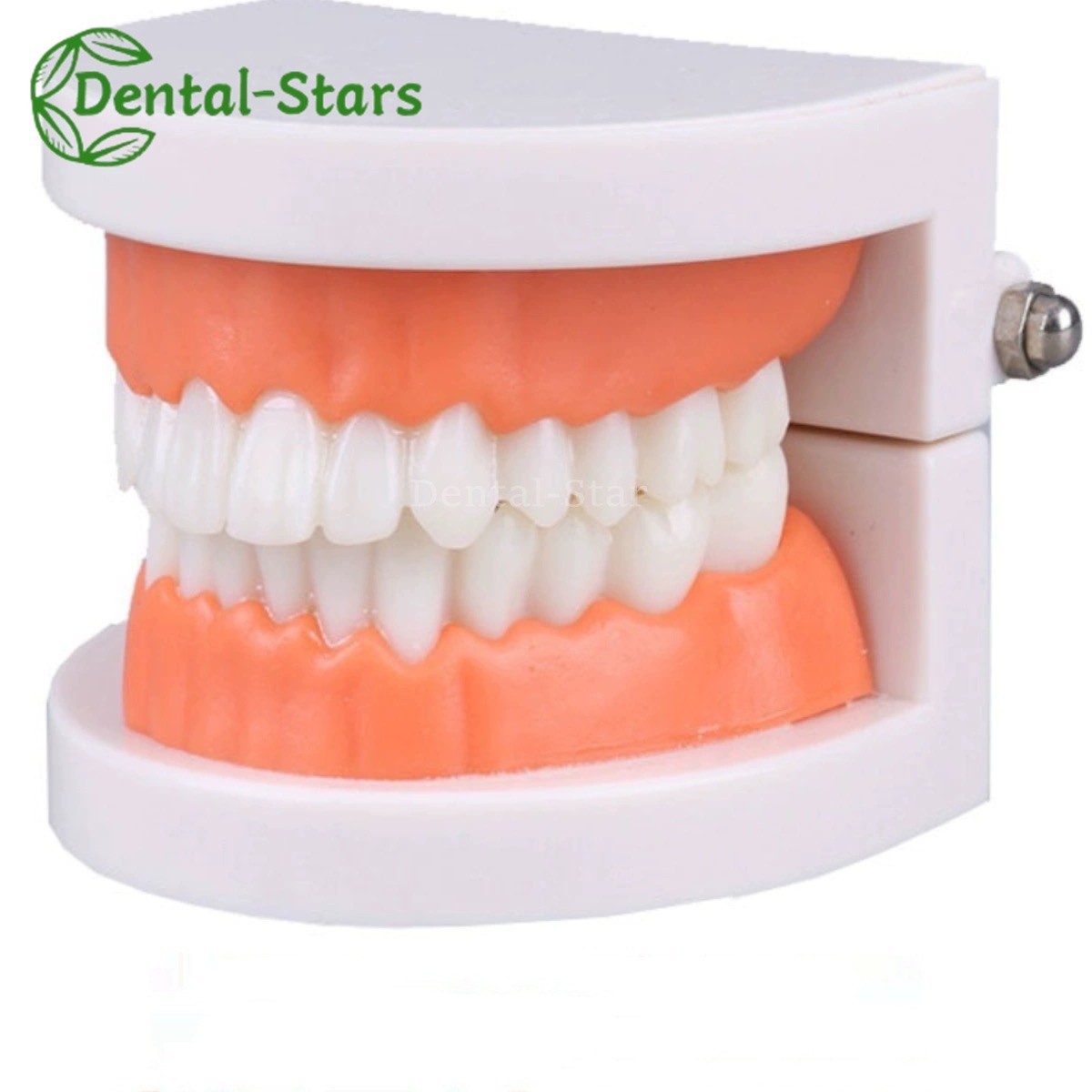 Dental False Teeth Model Kid Child Teach Study Demonstration Adult Standard Mode