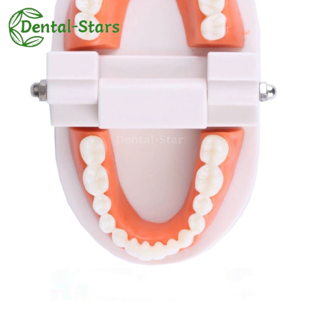 Dental False Teeth Model Kid Child Teach Study Demonstration Adult Standard Mode