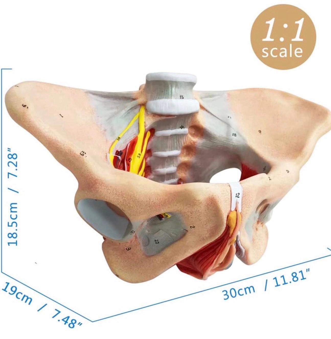 Female Pelvis Model with Pelvic Floor Muscles Perineal Model All in One Female