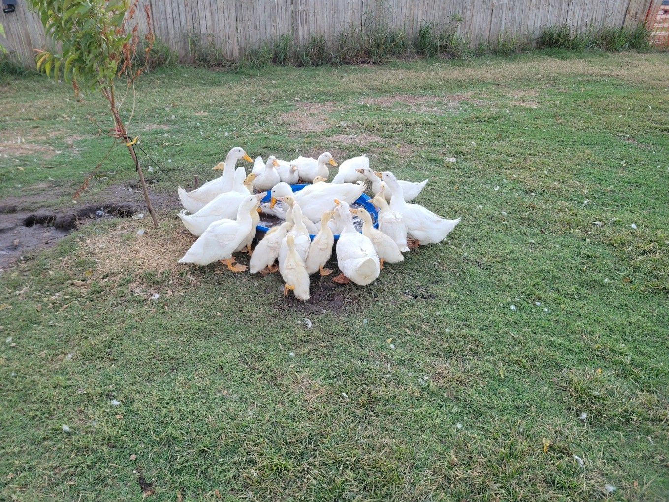 12 Fertile Jumbo Pekin Duck Hatching Eggs, Free Range, All Natural