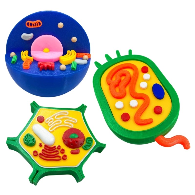 Educational Animal Plant Cell Anatomy Model Biology Teaching Aid For Science Lab