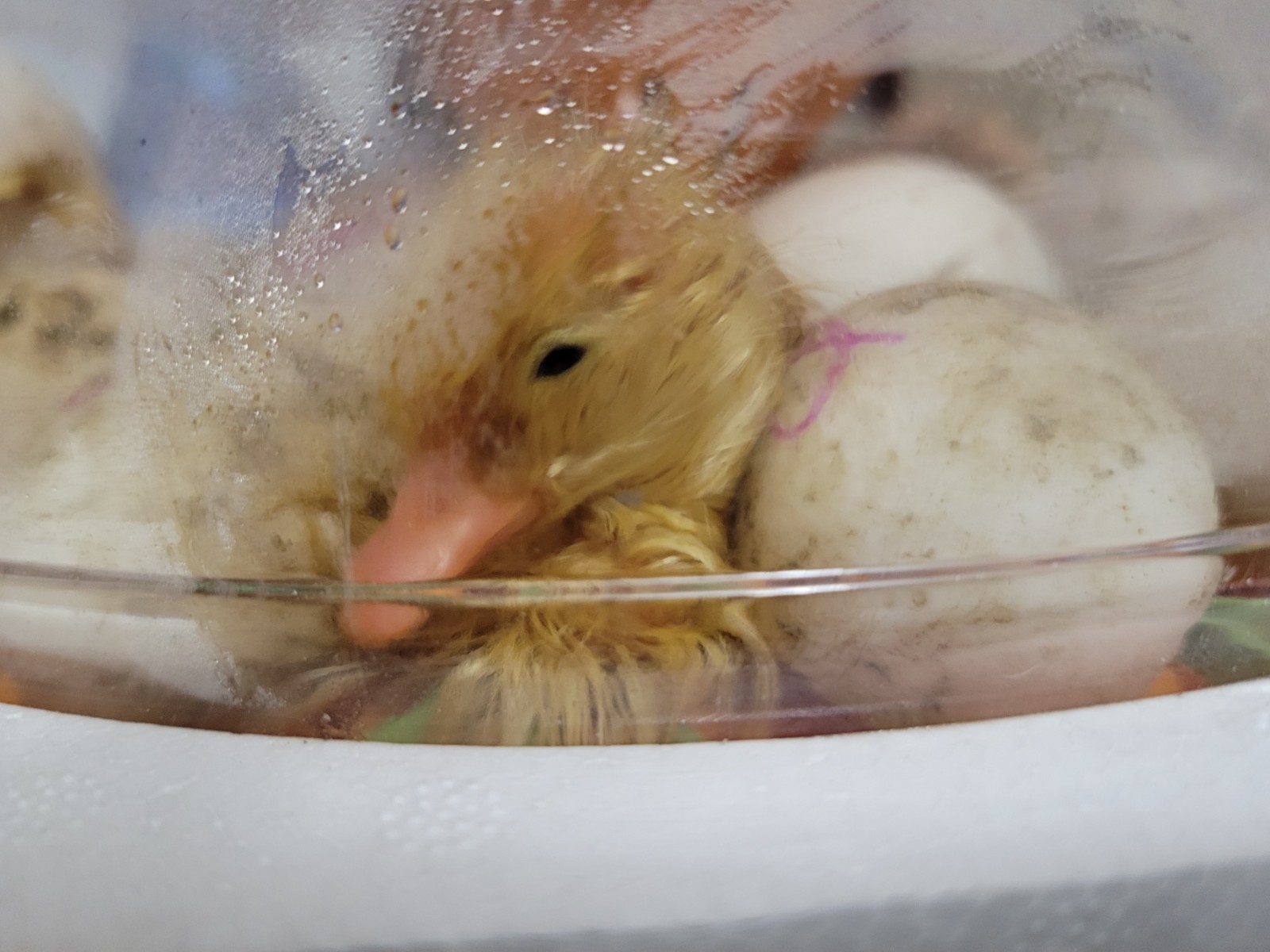 12 Fertile Jumbo Pekin Duck Hatching Eggs, Free Range, All Natural