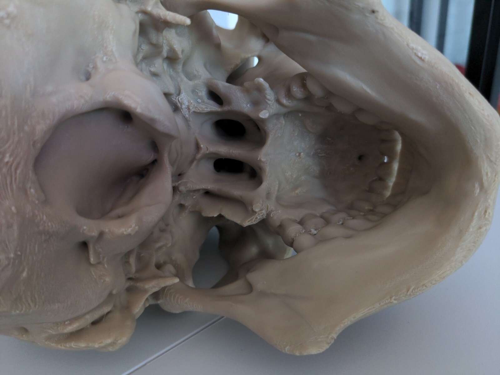 Anatomically Correct Human Skull 3d Printed!