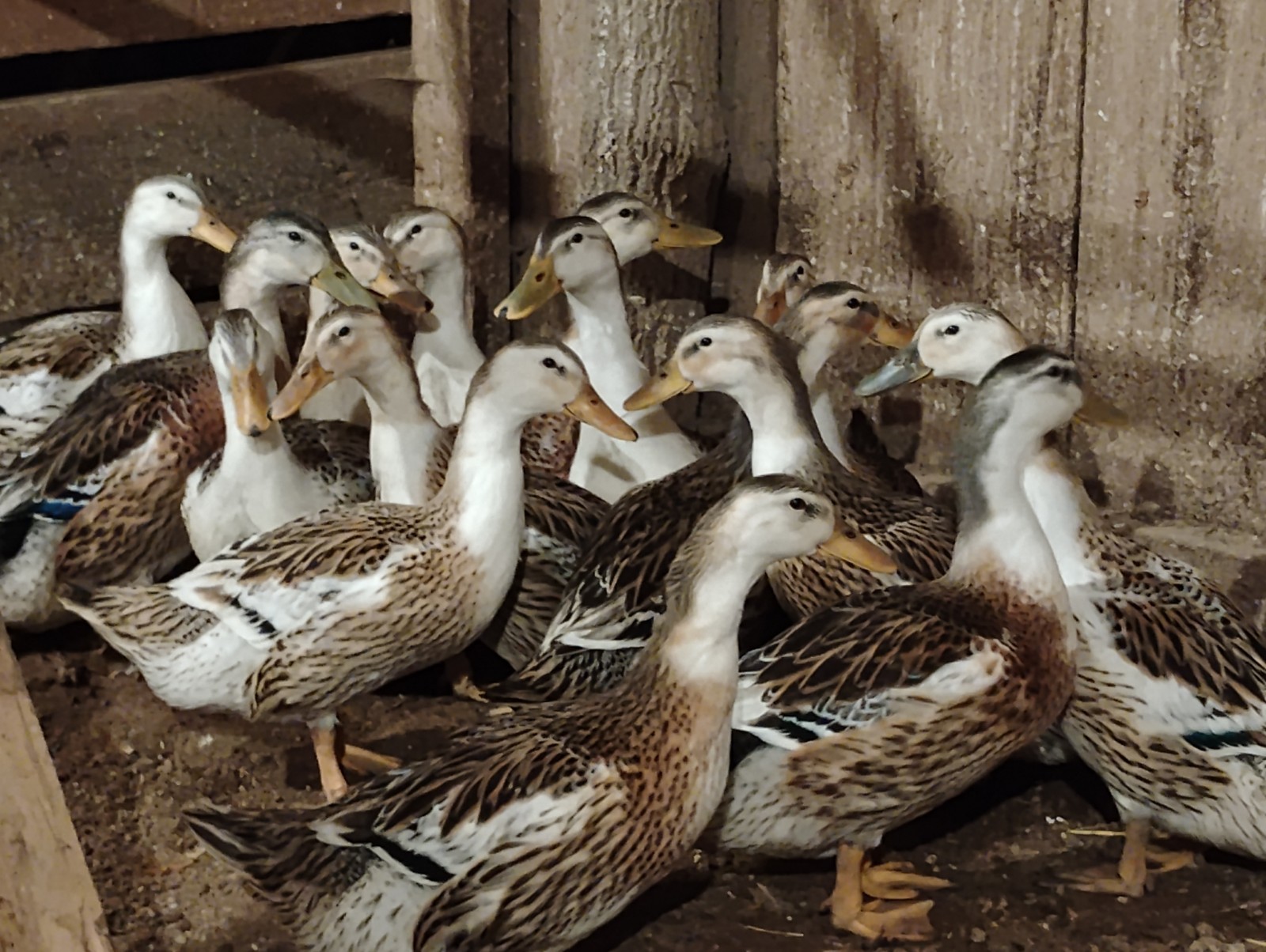 10+2 Silver Appleyard Duck Hatching Eggs Through Darling Farm.