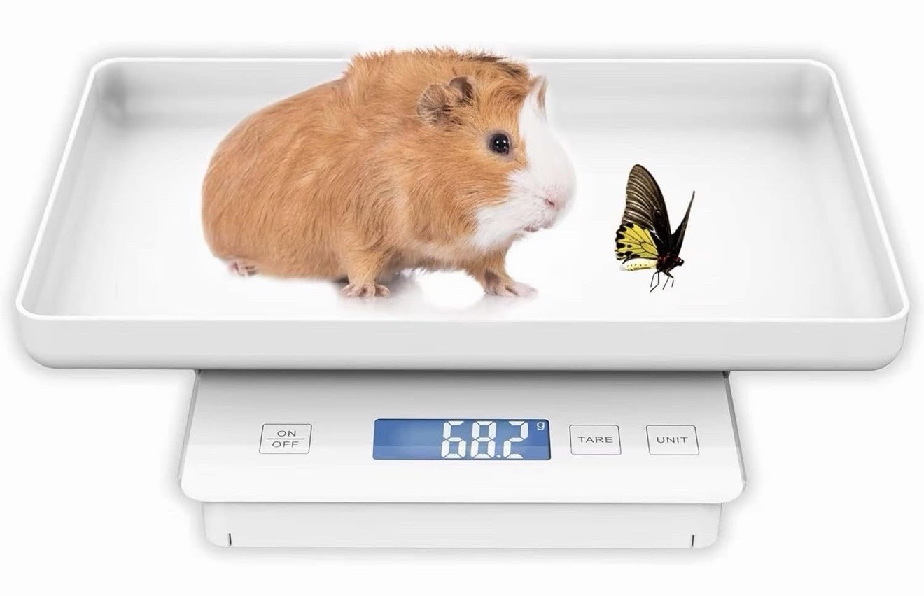 11lbs/0.1g Pet Scale for Small Animal High Precision 0.003oz New
