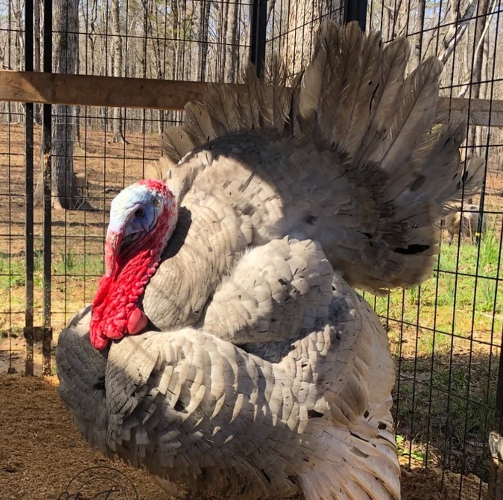 5+ Blue/Black/Splash Slate Turkey Hatching Eggs raised w/CERTIFIED ORGANIC feed