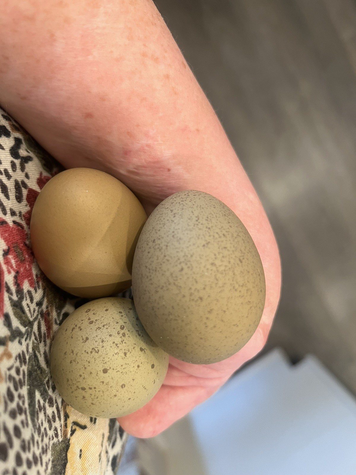 🐣✨ 12 Rainbow chicken hatching eggs| Healthy Flock – NOT Barnyard Mix🐣✨