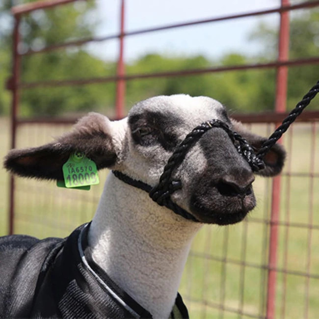 Sullivan Supply Sheep Rope Halter Blue White Srh