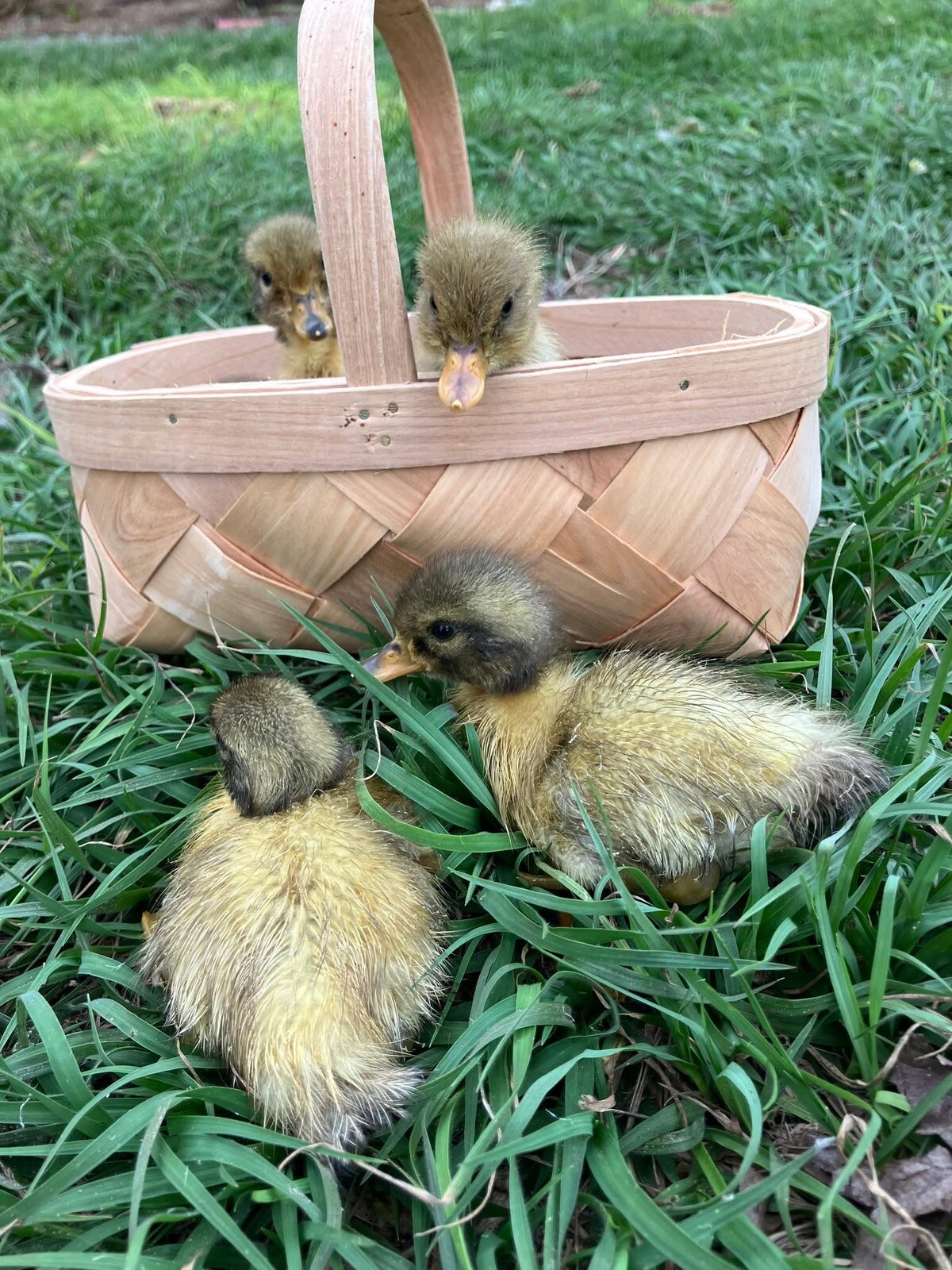 12+ Assorted Duck Fertile Hatching Eggs – Cayuga, Blue Sweddish, Acona, Magpie