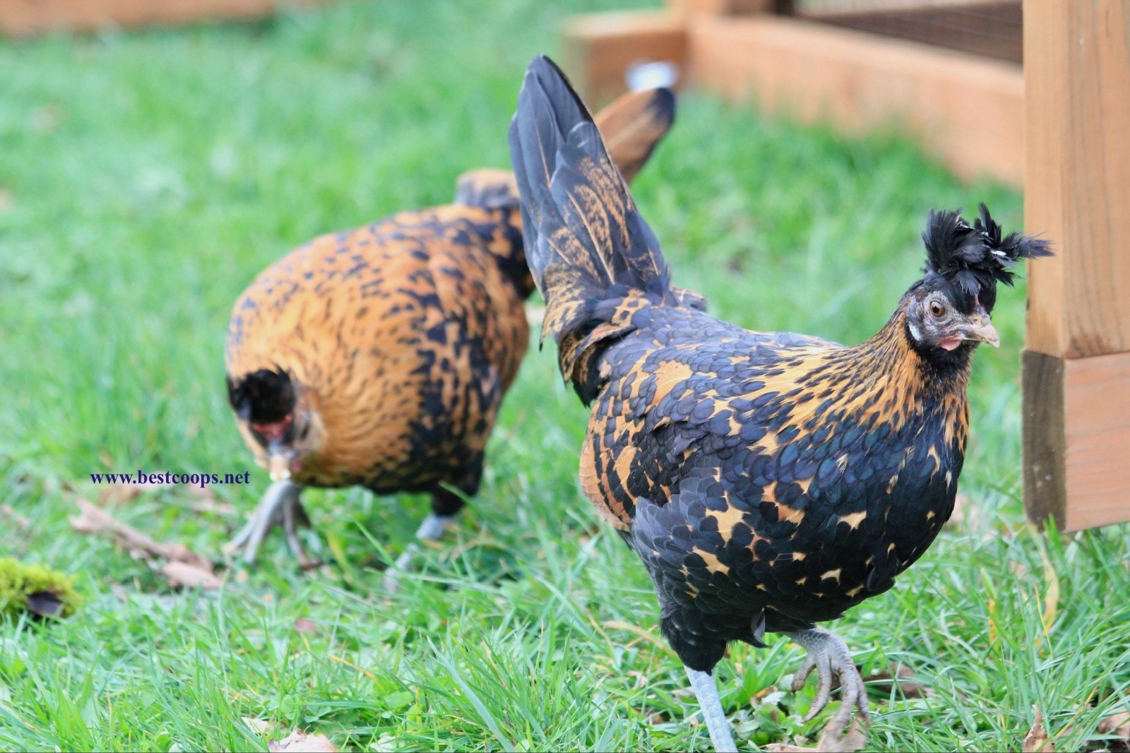 10+ Gold Appenzeller Chicken Hatching Eggs