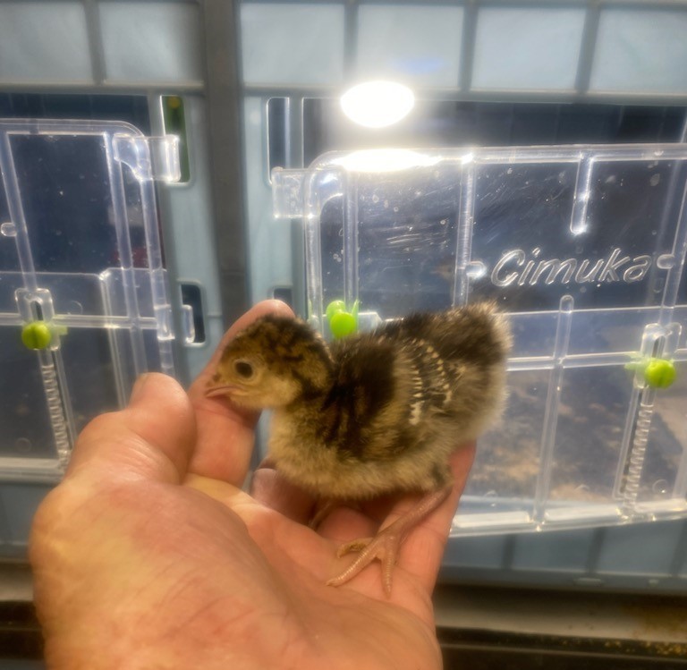 Osceola Hybrid Turkey Hatching Eggs (One Dozen)