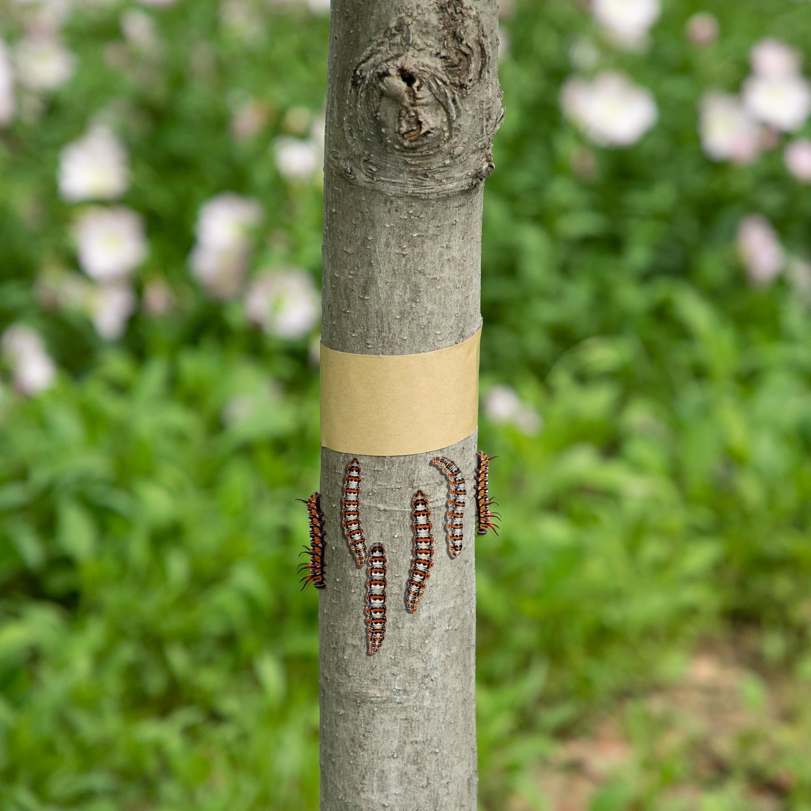 165 Ft x 2 Inch Tree Insect Barrier Tape, Cicada Tree Wrap Protection Tape, A…