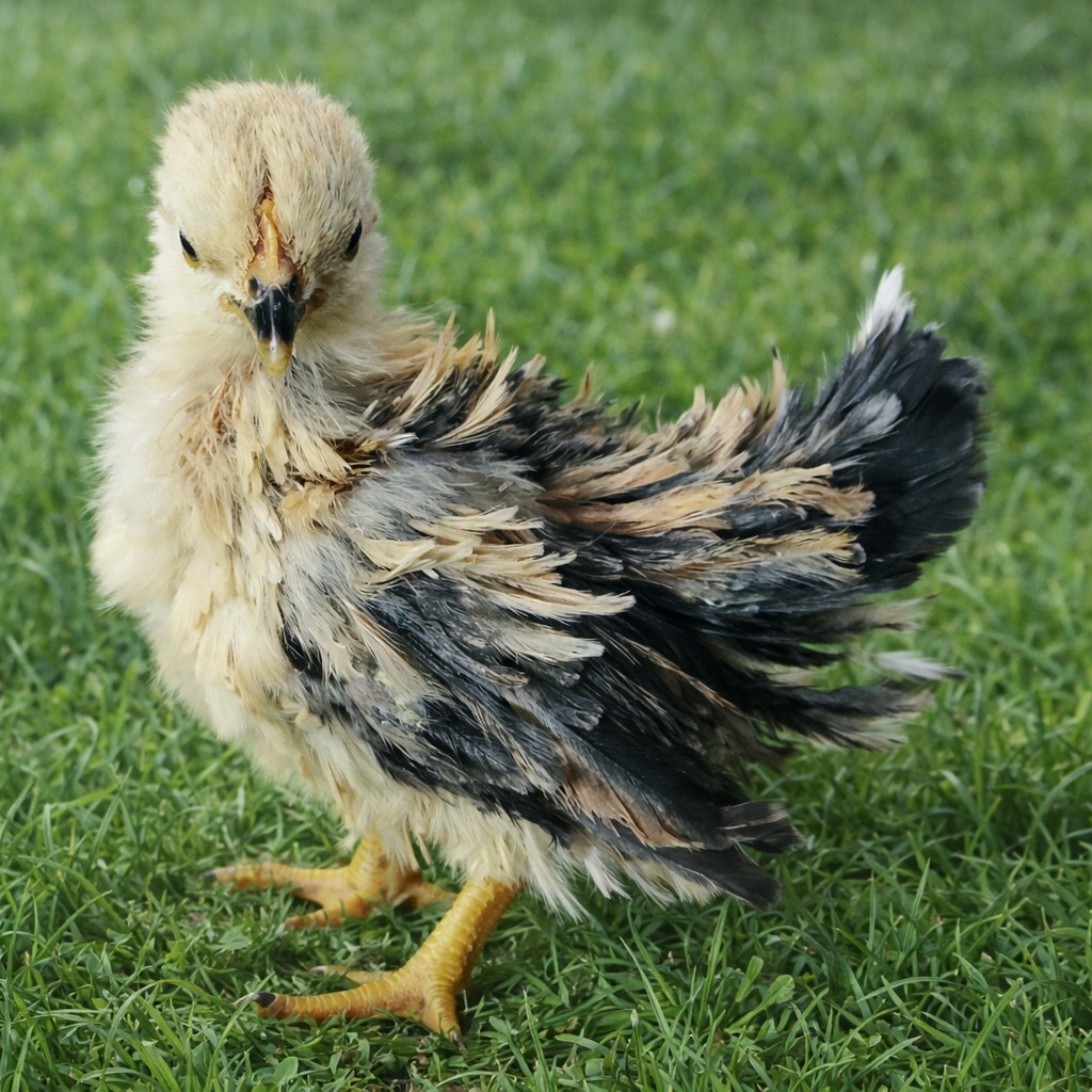 2+1 Micro & Size A & B 100% Pure Serama Hatching Eggs Malaysian And Traditional