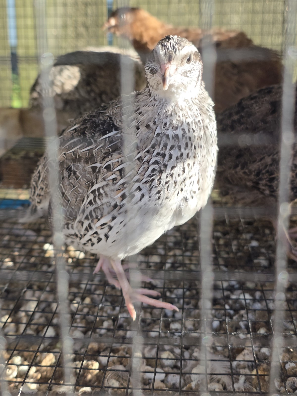24 (2 dozen) quail hatching eggs coturnix mixed with jumbo all colors