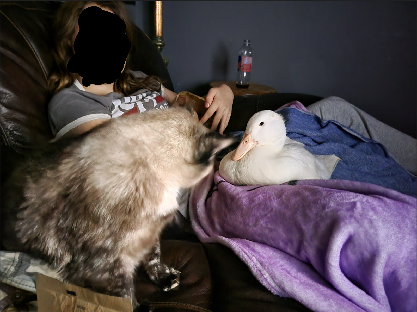 12 Fertile Jumbo Pekin Duck Hatching Eggs, Free Range, All Natural