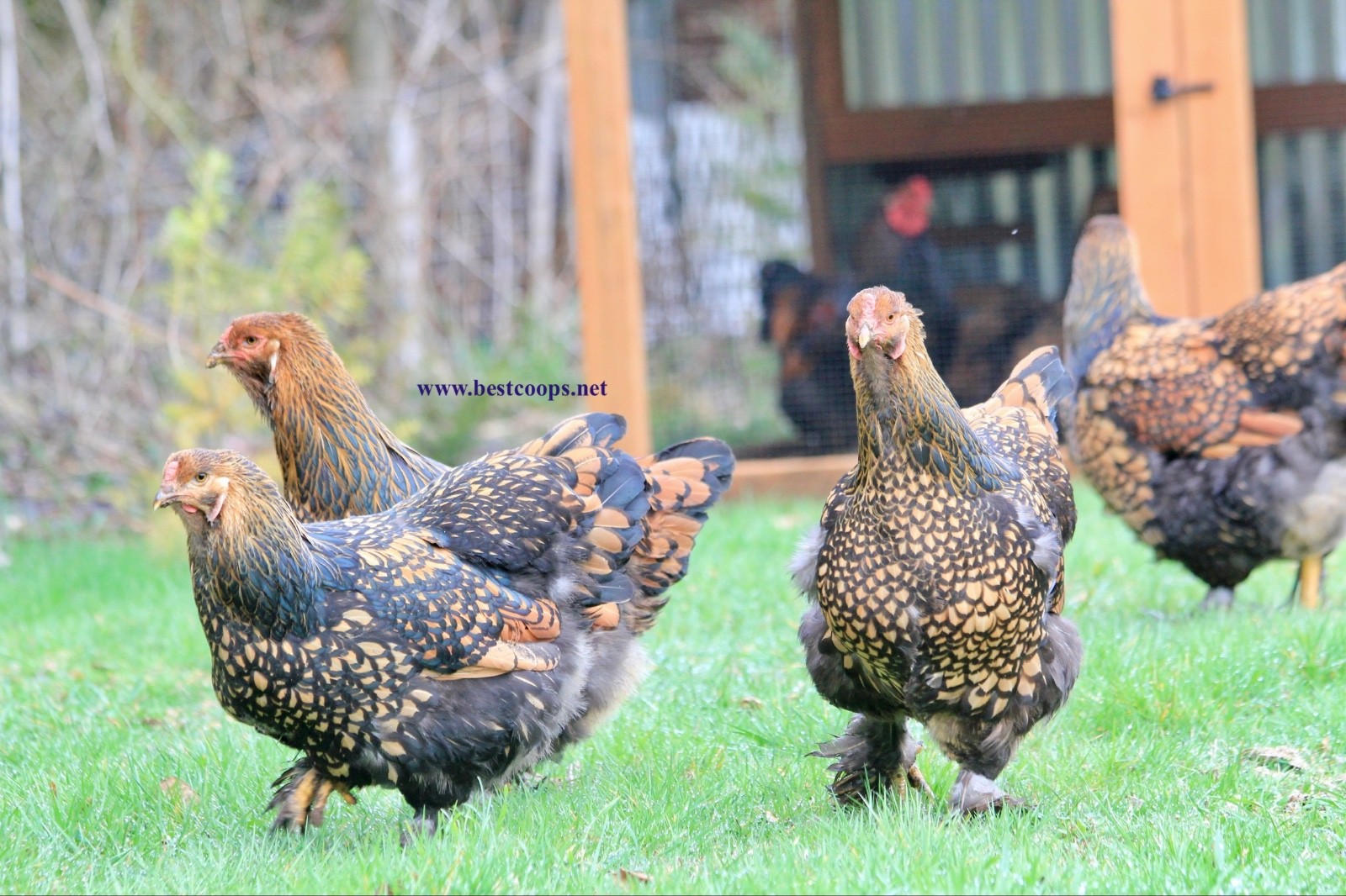 10+ Gold Laced Brahma Fertile Chicken Hatching Eggs Gentle Large Breed