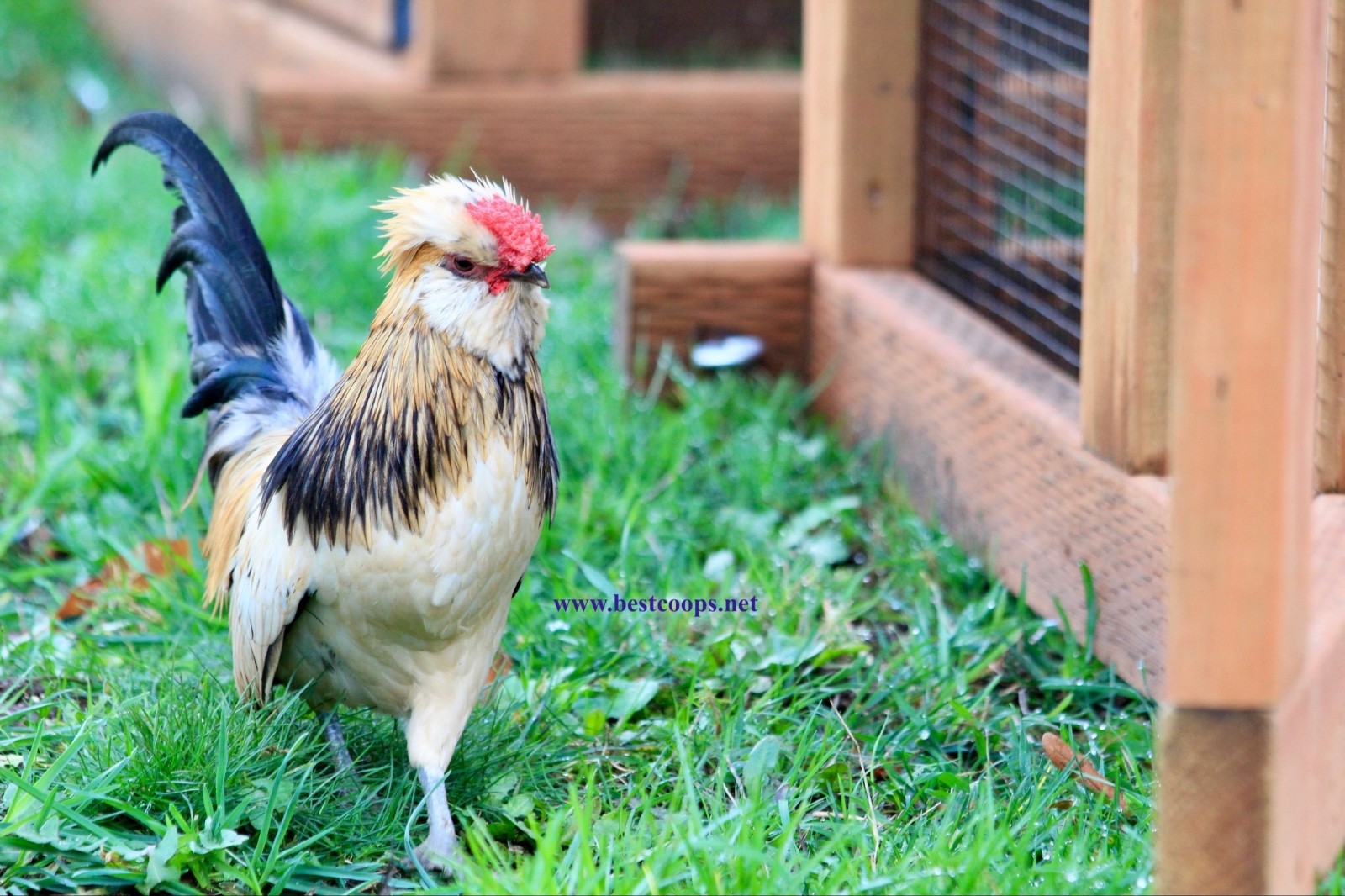 6+ Fertile Barbu De Watermael Chicken Hatching Eggs