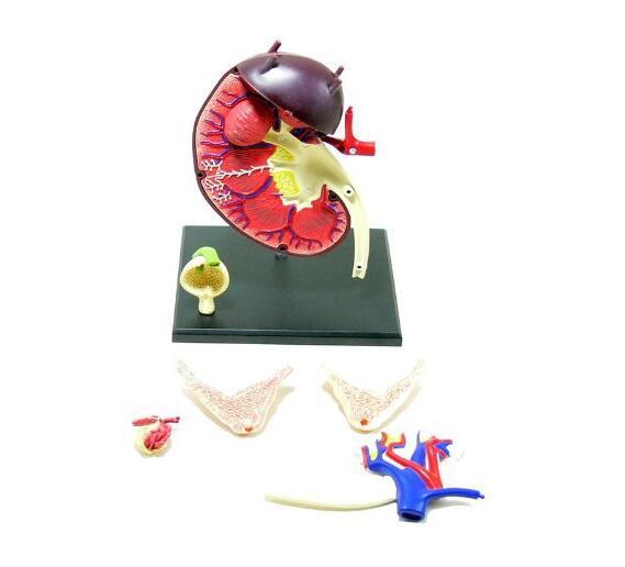 3D Kidney and Renal Corpuscle Anatomy Education Model 9.6 x 7.4 x 2.3 Inches US