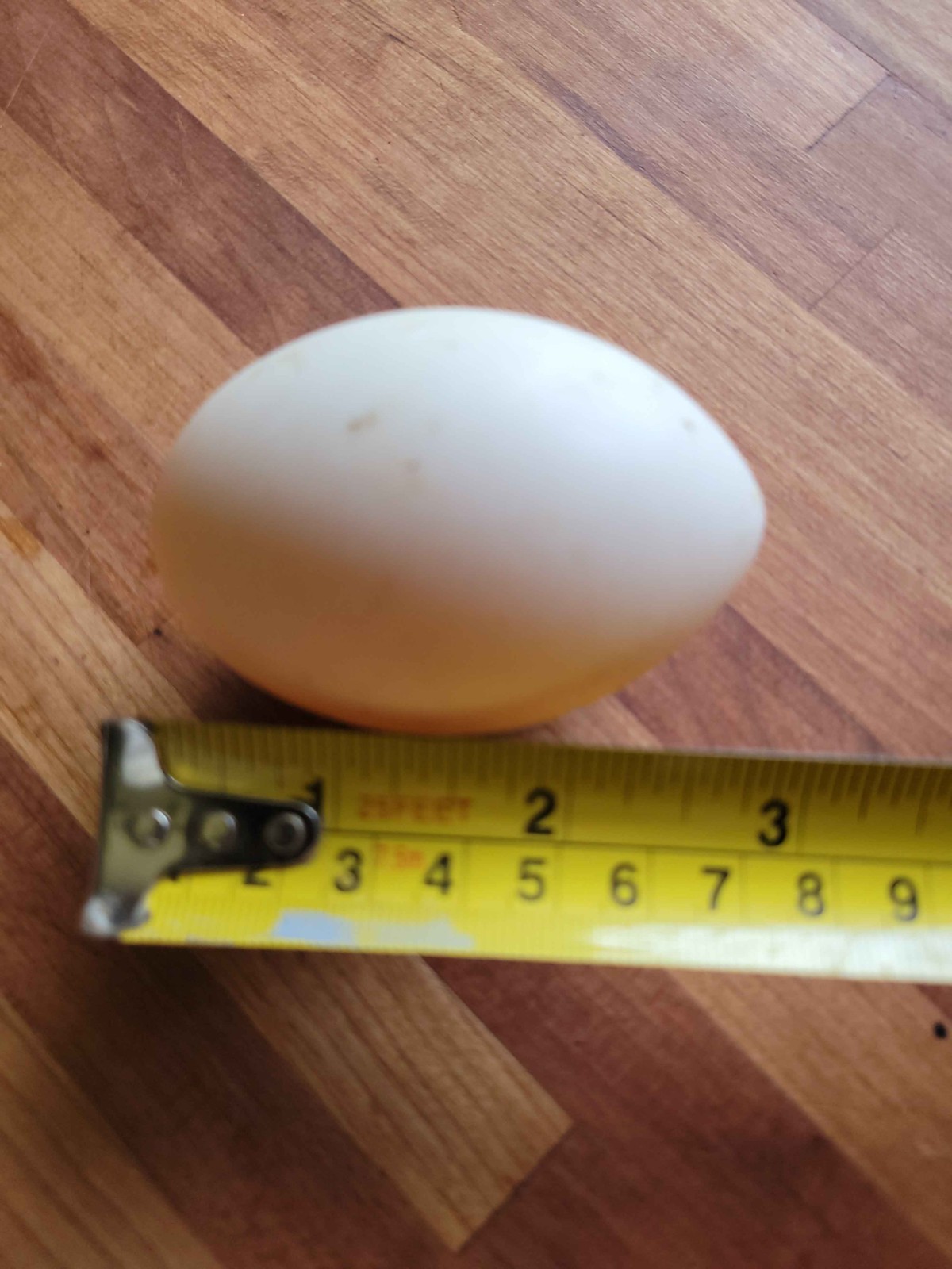 12 Fertile Jumbo Pekin Duck Hatching Eggs, Free Range, All Natural
