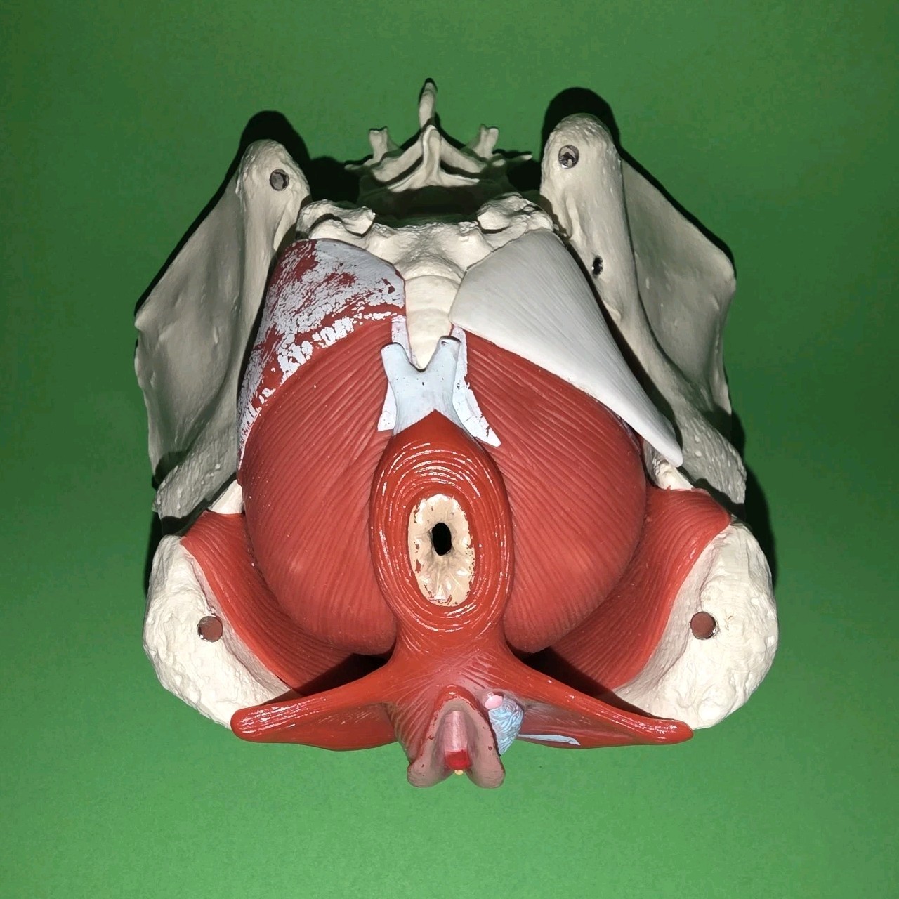 Female Pelvis Model Skeleton Medical Model for Display Midwife in Obstetrics