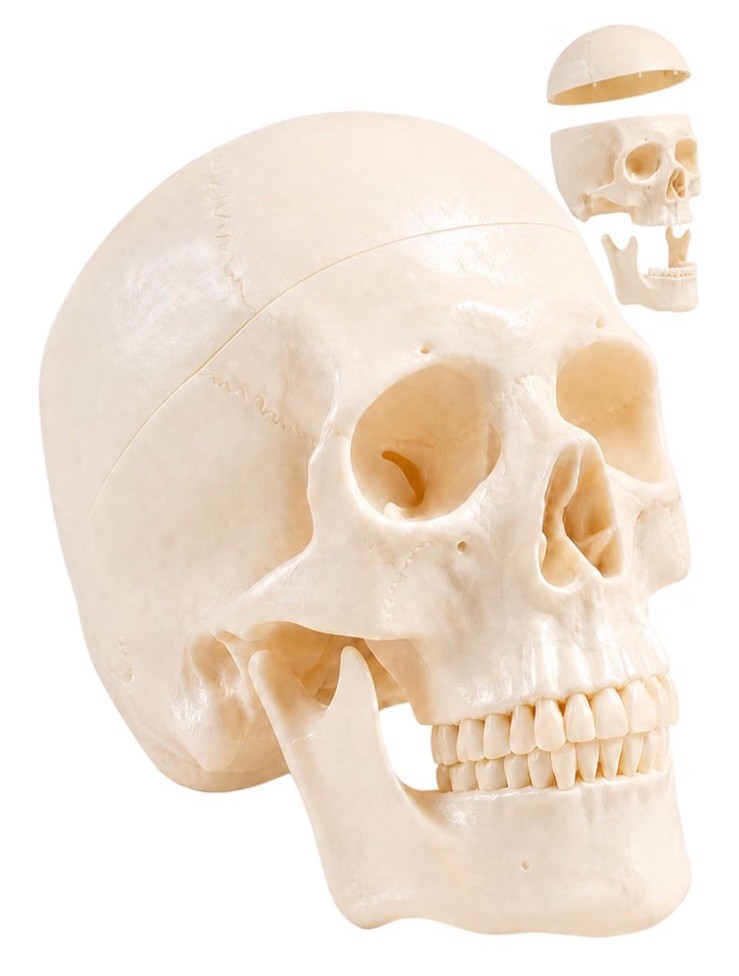 Life Size Human Skull Model 3-Part Magnetic Anatomy Teaching Replica