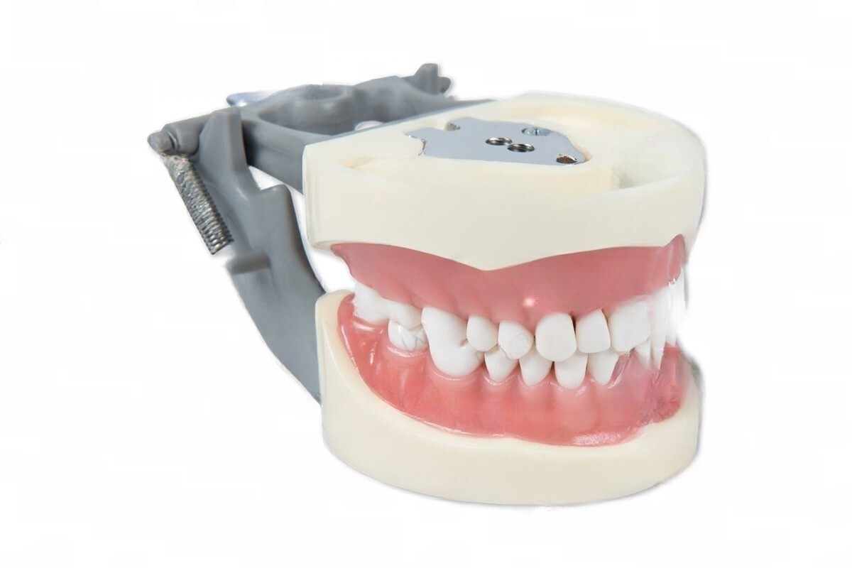 DENTAL TYPODONT OM 200 TEACHING MODEL W/ 2 EXTRA SETS OF TEETH (96 TOTAL TEETH)