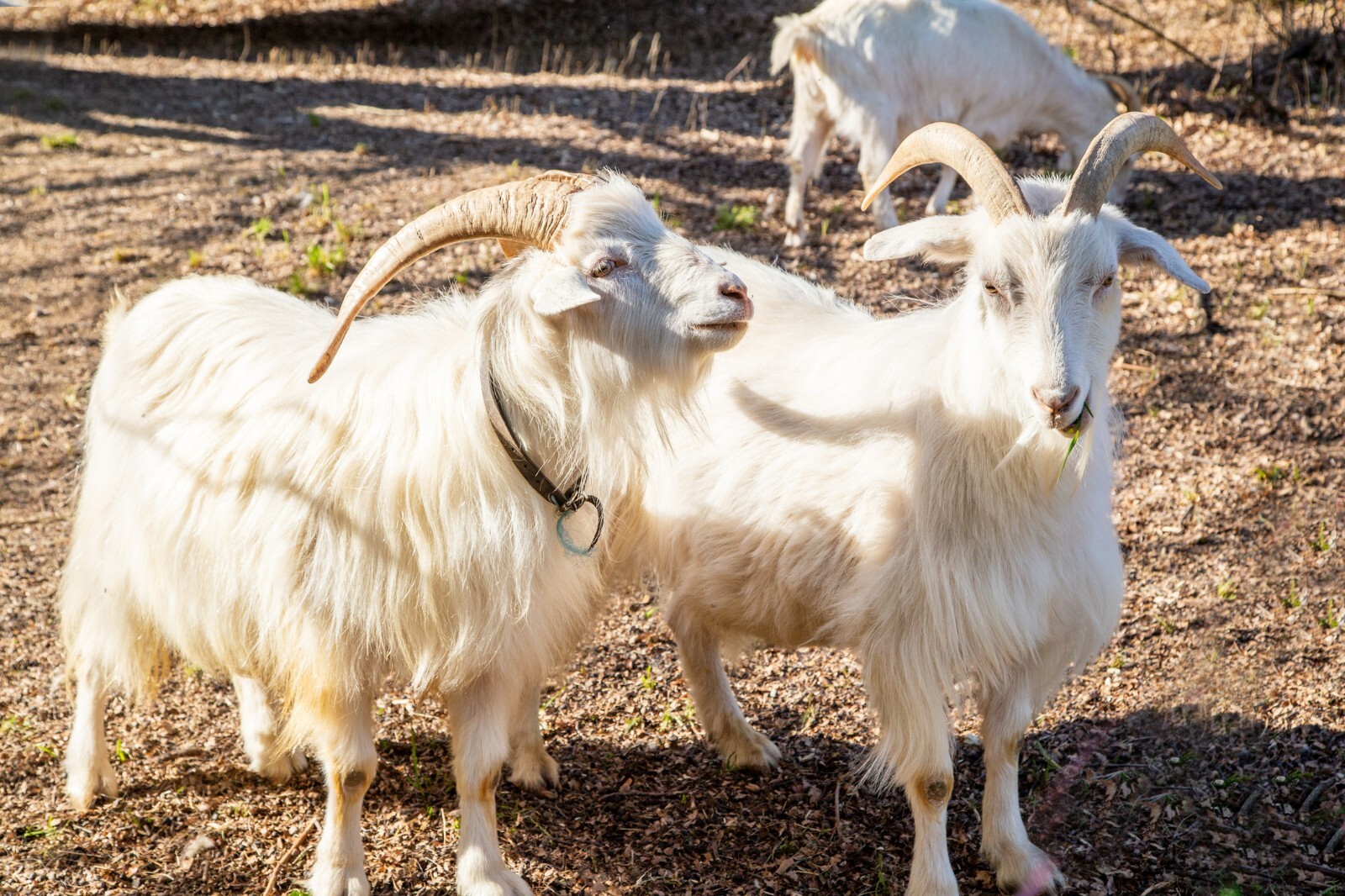 Goat Cluster for Dwarf Breeds with small teats