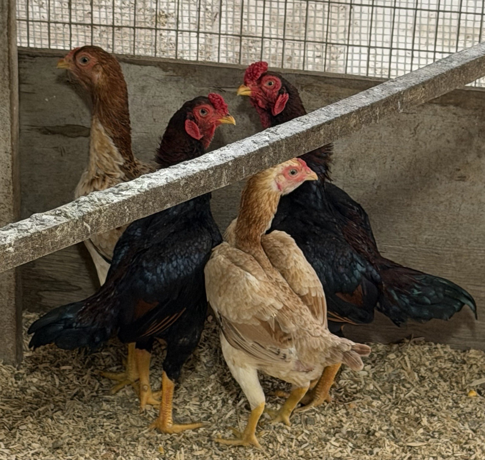 7 KO SHAMO BANTAM EGGS VERY FRESH SUPERB QUALITY these will Ship 2 day FedEx
